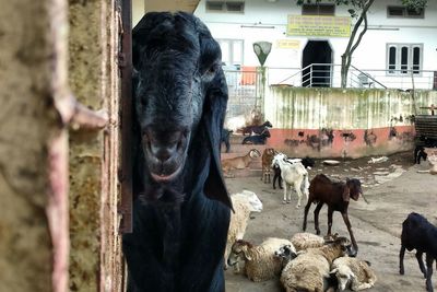 Close-up of cows