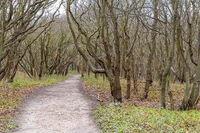 Footpath amidst trees in forest