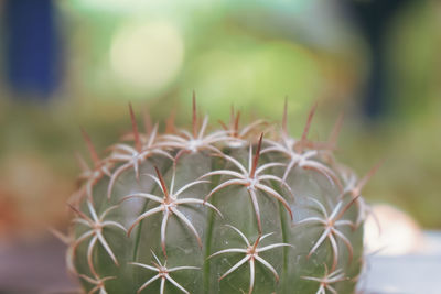 Close-up of cactus plant