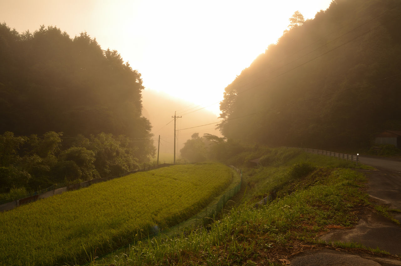 tree, green color, growth, grass, rural scene, tranquility, tranquil scene, beauty in nature, sunlight, nature, scenics, landscape, agriculture, field, plant, outdoors, the way forward, farm, crop, diminishing perspective, sky, sunbeam, day, dawn, plantation, no people, cultivated land, grassy, town