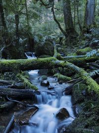 Long exposure of stream flowing in forest