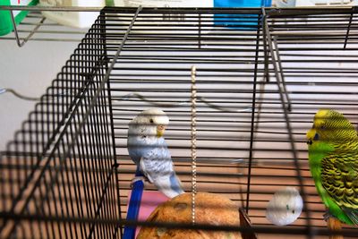 View of bird perching in cage