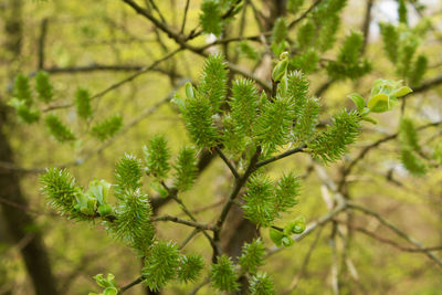 Close-up of pine tree