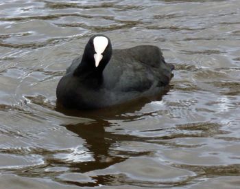 Duck swimming in lake