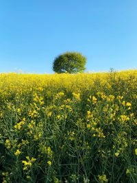 Scenic view of oilseed rape field against clear sky