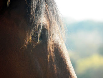One horse head photography with focus on foreground.. and a natural light on his muzzle