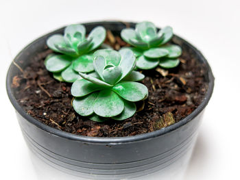 Close-up of plants growing in potted plant