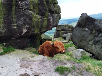 Highland cattle resting by rocks at peak district national park