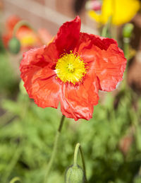 Close-up of flower blooming outdoors