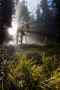 Scenic view of forest