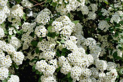Full frame shot of white flowers