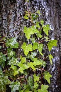 Close-up of plants