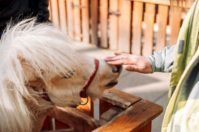 A young girl strokes a pony on the nose at the zoo through a wooden fence.