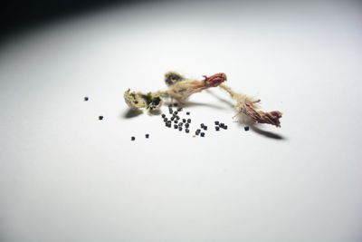 High angle view of insect on white background