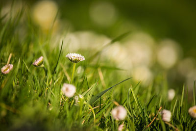 Close-up of flowering plant on field