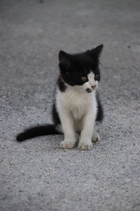 Portrait of cat sitting on road
