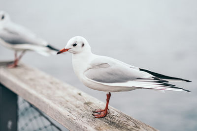 Close-up of seagull perching on railing