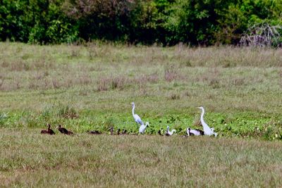 Flock of birds on grassy field