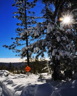 Trees against clear sky during winter