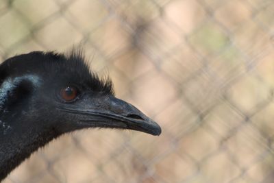 Close-up of a bird looking away