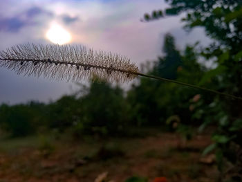 Close-up of stalks against blurred background