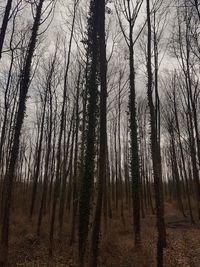 Bare trees in forest