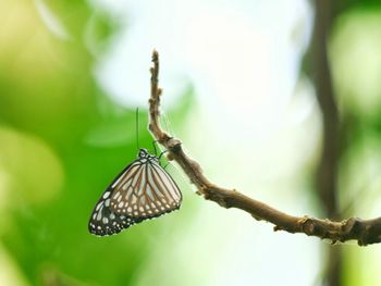 Closeup photos butterfly perched on a branch in a blurred background