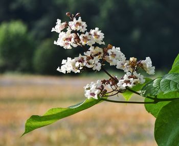 Close-up of white flowering plant