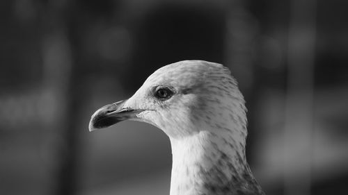 Close-up of a bird looking away