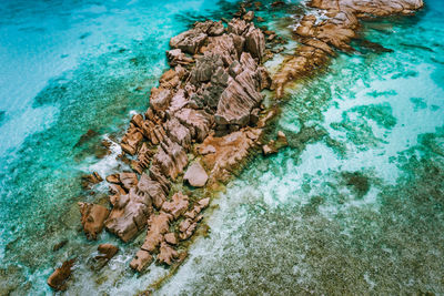 High angle view of coral swimming in sea