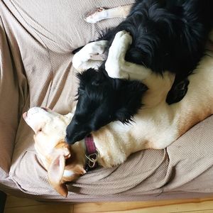 High angle view of dog sleeping on bed