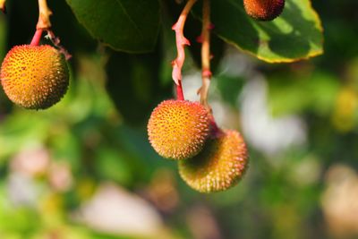 Close-up of fresh red fruit on tree