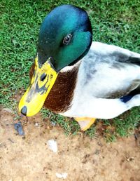 Close-up side view of peacock