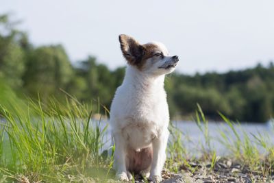 White dog looking away on field