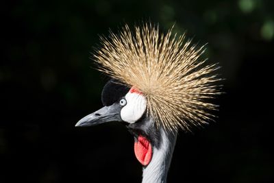 Close-up of bird