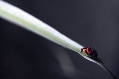 Close-up of ladybug on leaf