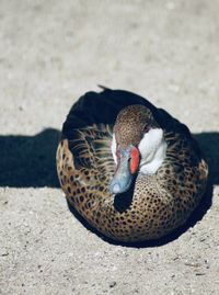 High angle view of mallard duck on field