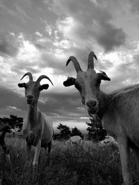 Goats standing in field