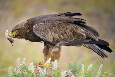 Close-up of eagle eating