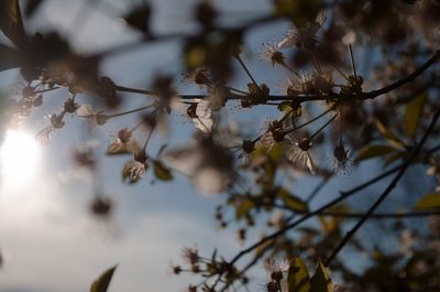 Low angle view of flowering plant against sky