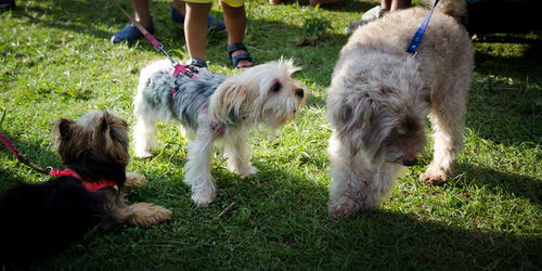 Low section of dogs standing on grass