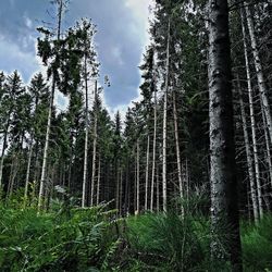 Low angle view of trees against sky