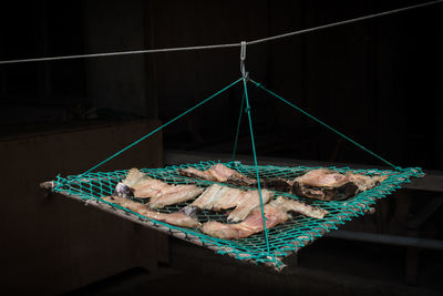 View of fish hanging in container