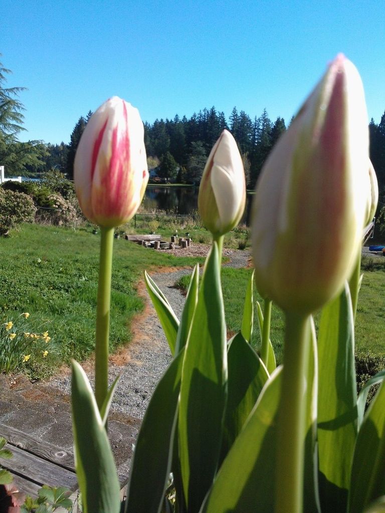 flower, freshness, growth, tulip, plant, fragility, nature, close-up, beauty in nature, petal, flower head, stem, leaf, sunlight, sky, bud, field, day, clear sky, focus on foreground