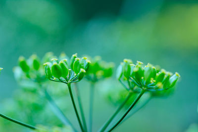 Close-up of flowers growing outdoors