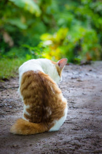 Rear view of cat on footpath