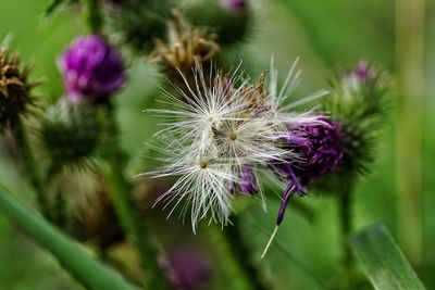 Close-up of thistle flowers