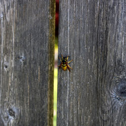 Close-up of bee on wood