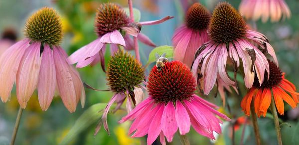 Close-up of coneflowers blooming outdoors