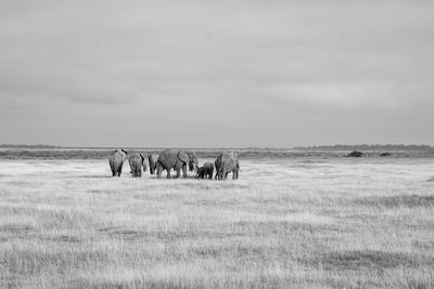 Horses grazing on field against sky